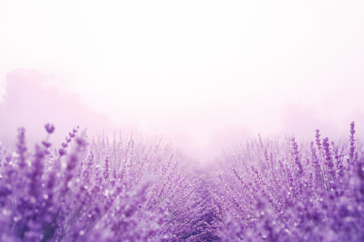 Purple Lavender Field Mist Background Wallpaper example image 1