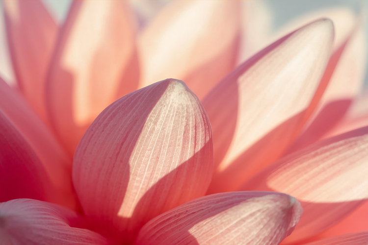 Closeup Of Pink Flower Background Wallpaper example image 1