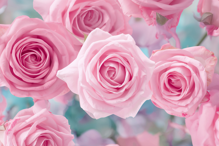 Soft Rose Background Wallpaper