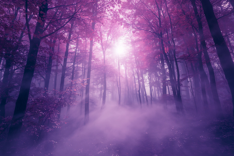 Purple Forest Background Wallpaper example image 1