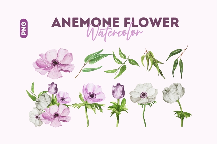 Watercolor Anemone Flower Clipart