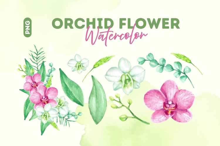 Orchid Clipart Image 24
