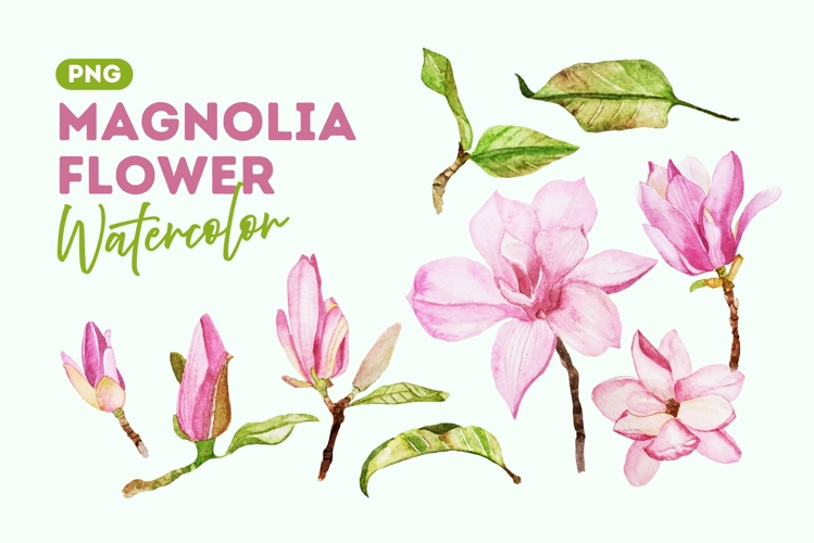 Blooming Magnolia Watercolor Clipart