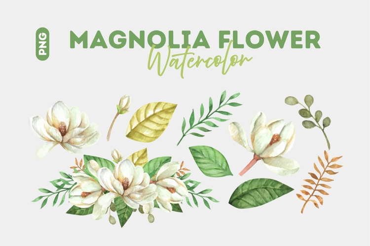 Magnolia Illustration Image 11