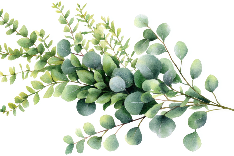 Eucalyptus Clipart