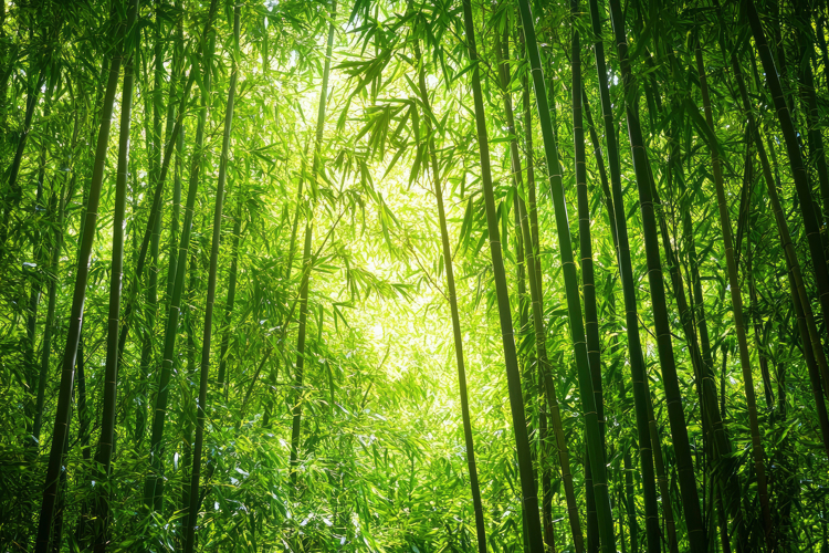 Bamboo Backgrounds Image 2