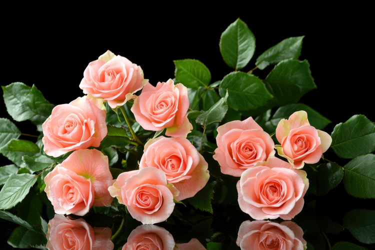 Garden Background Image 17