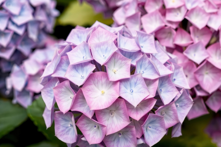 Hydrangea Clipart Image 8
