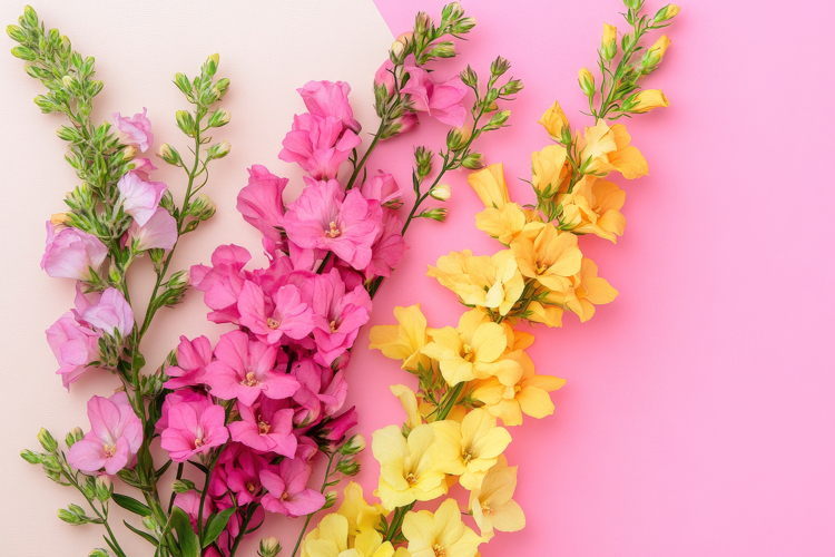 Pink Flowers Clipart Image 21