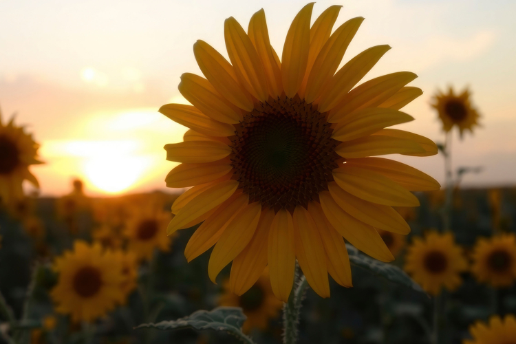 Sunflower Background Image 16
