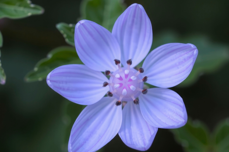 Flower Texture Image 3