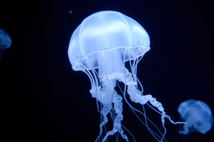 Jellyfish Clipart Image 10