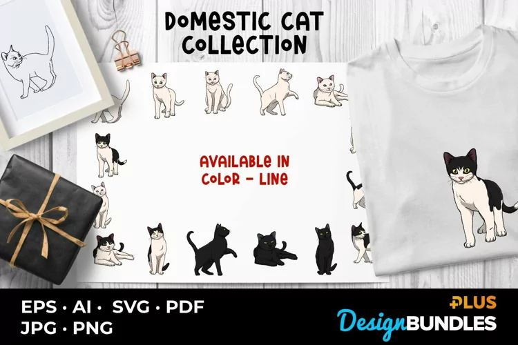 Domestic Cat Collection