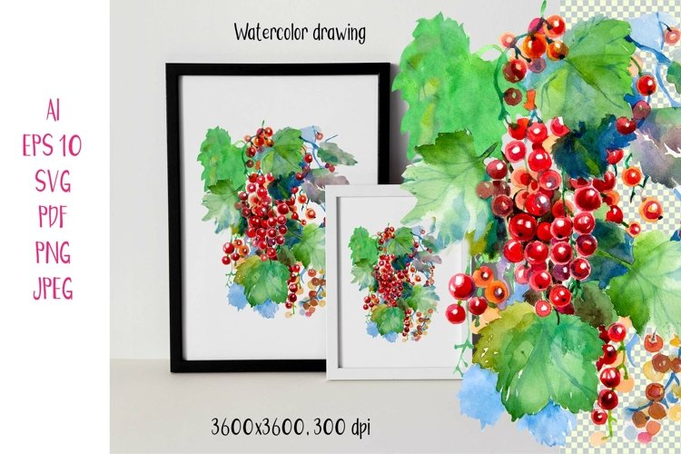 1 Graphic DRAWING/ Watercolor drawing of red berries