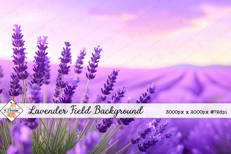 Lavender Field Background jpg | Flower Photos