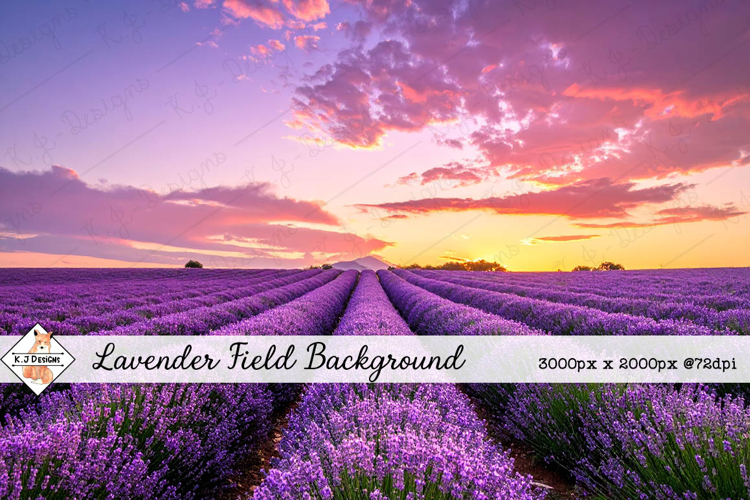 Lavender Field Background jpg | Flower Photos