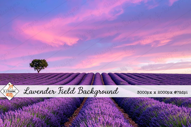 Lavender Field Background jpg | Flower Photos