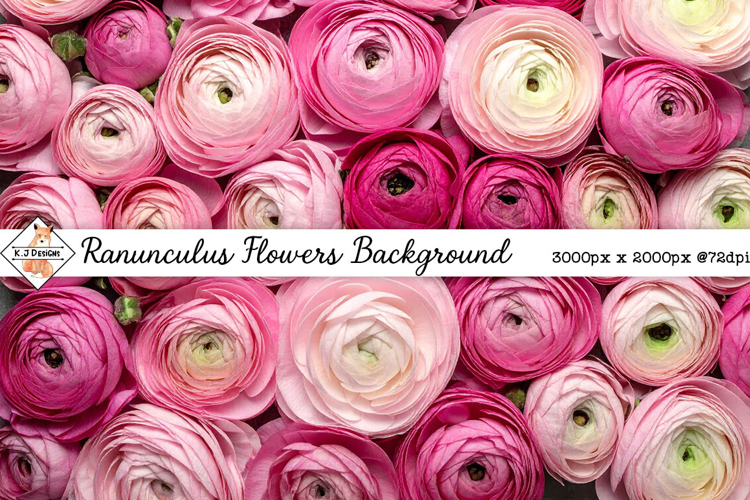 Ranunculus Background jpg | Flower Photos