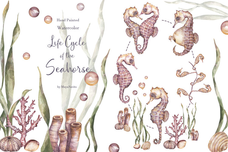 Watercolor Seahorse Life Cycle Set Bundle