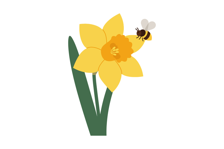 Daffodil Clipart Image 6