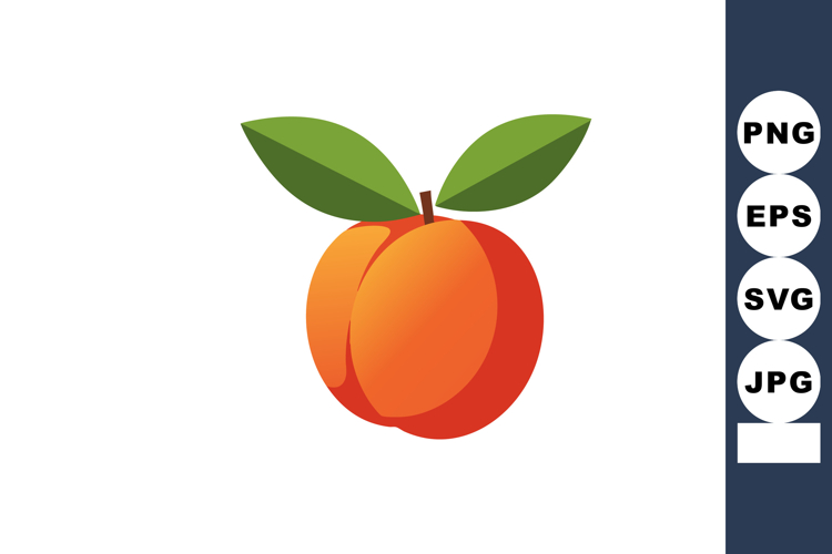 Ripe orange apricot fruit with green leaves vector illustrat