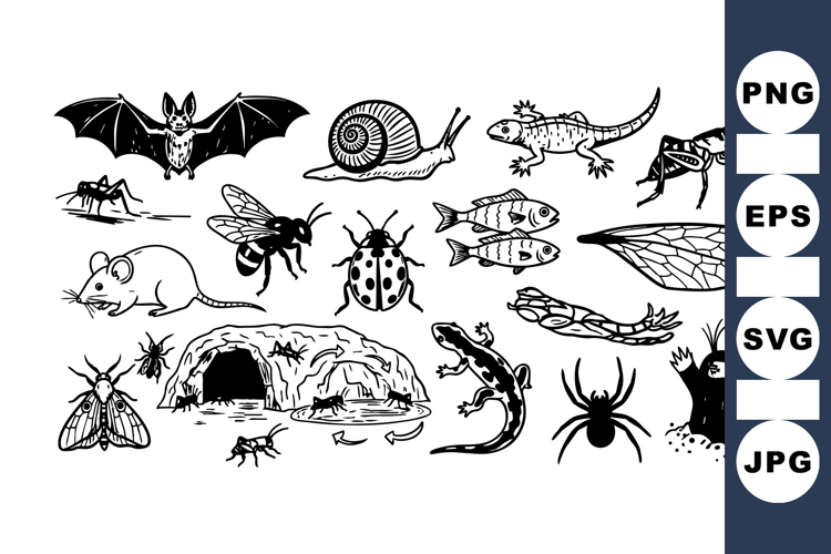 Hand Drawn Insect Clipart Bundle For Crafts