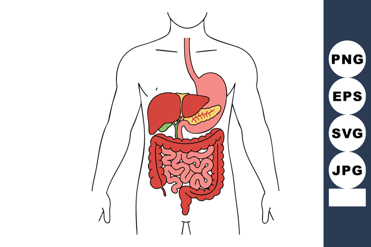 Liver Clipart Image 4