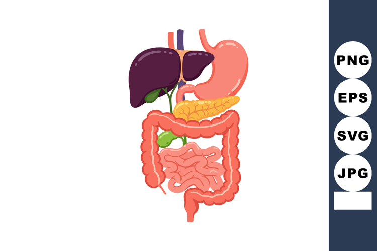 Digestive System Illustration Image 6
