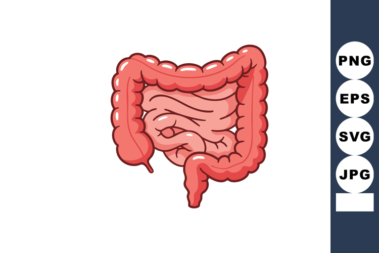 Anatomy Clipart Image 5