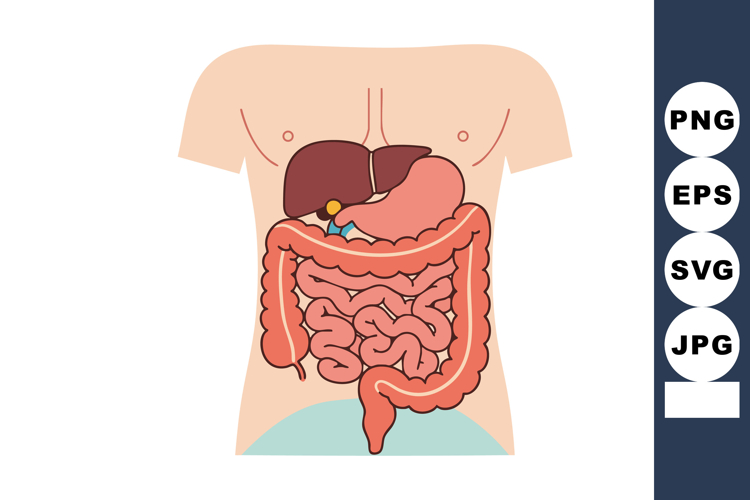 Anatomy Clipart Image 2