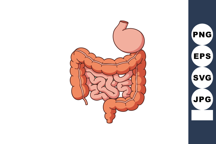Anatomy Clipart
