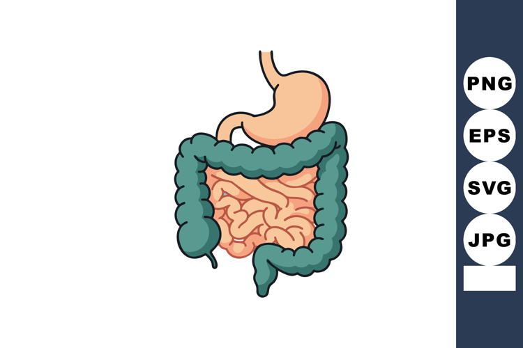 Organ Clipart Image 5
