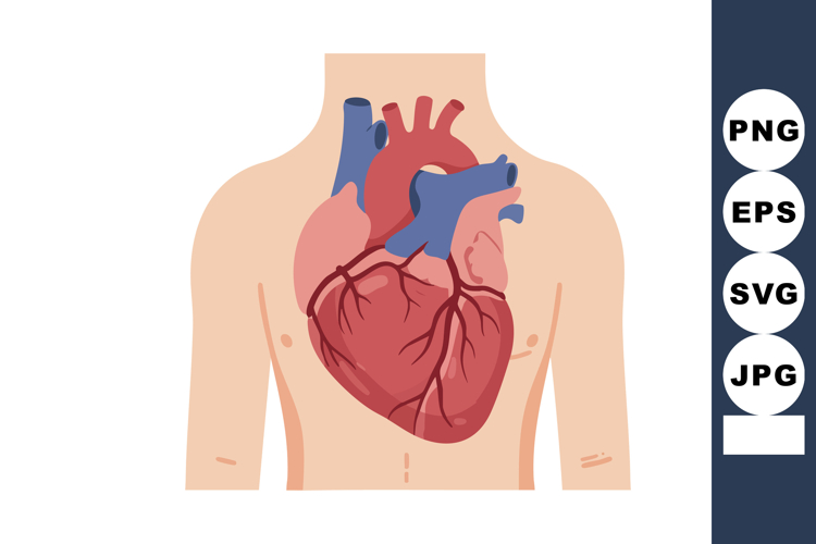 Human Heart Illustration Image 13