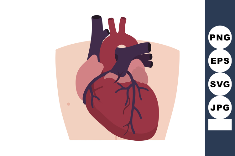Anatomy Clipart Image 6