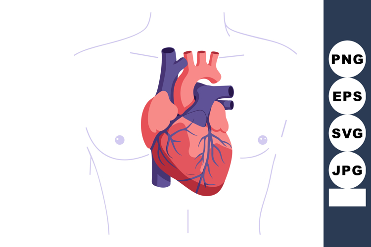 Human Heart Illustration Image 24