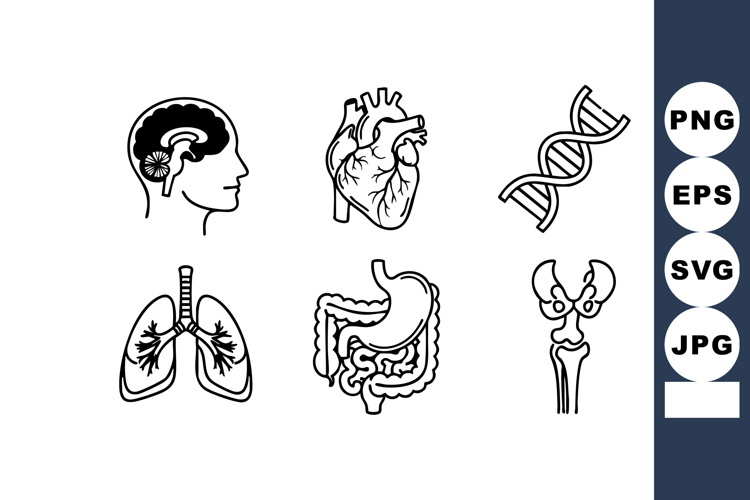 Lung Clipart Image 12