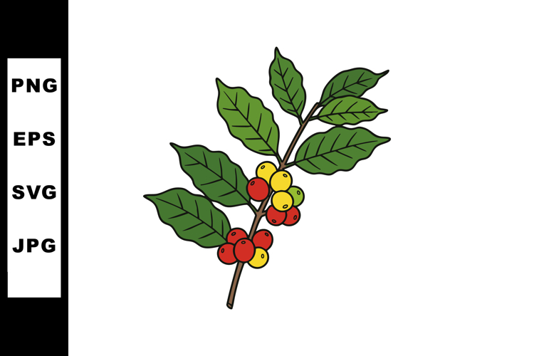 Coffee plant branch with red and yellow ripe berries detaile