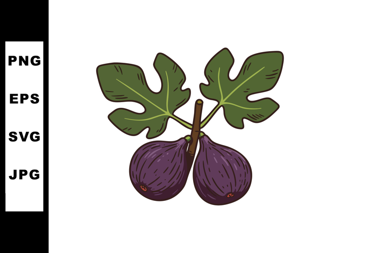 Hand Drawn Purple Fig Fruit with Green Leaves Illustration V