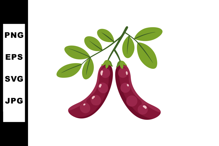 Red Bean Pod with Green Leaves Vector Illustration Natural P