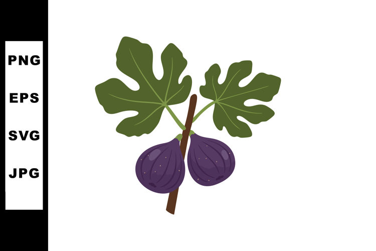 Fruit Clipart Image 23