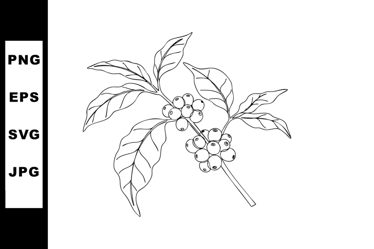 Coffee plant branch with berries and leaves botanical vector