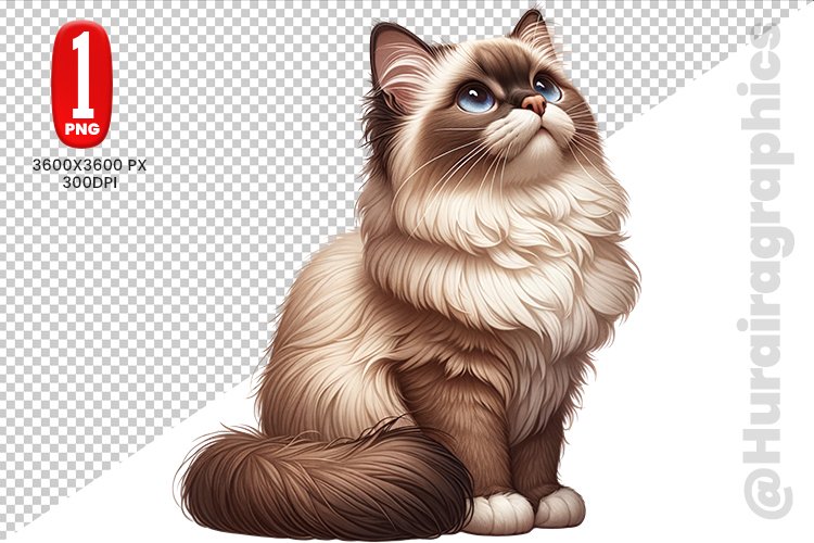 Ragdoll Cat Clipart - PNG File