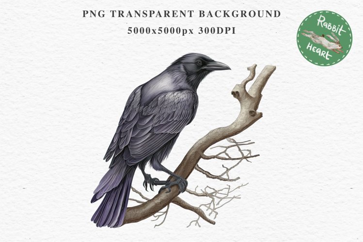 Raven Illustration Image 20