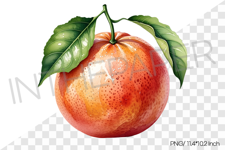 Fruit Vector Image 8