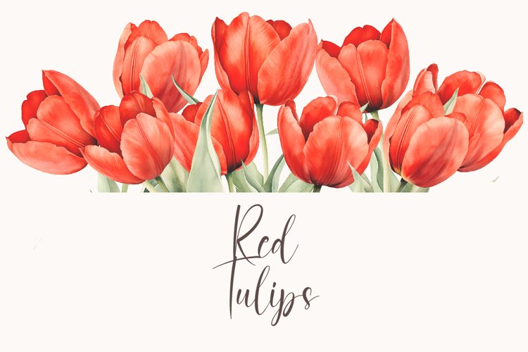 Watercolor Red Tulips clipart - Tulip border