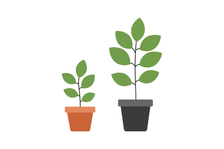 Two potted plants in contrasting colors showcasing flat desi