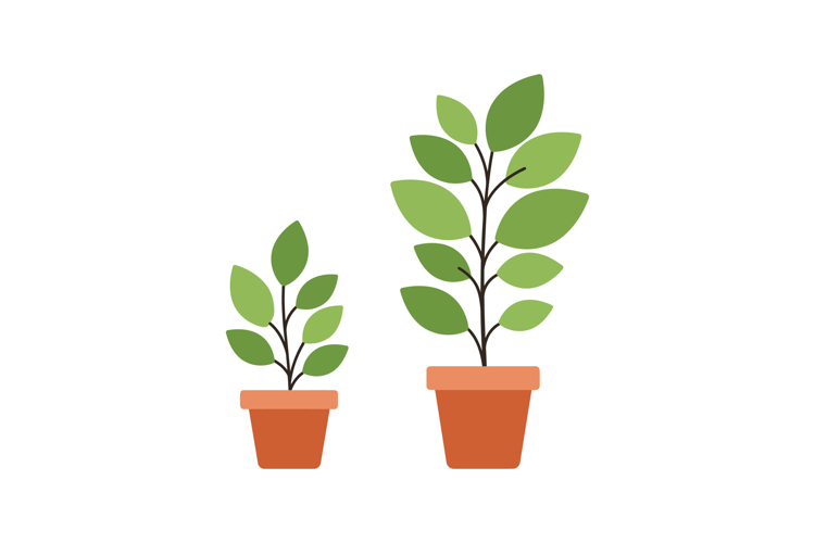 Two potted plants with vibrant green leaves in a minimal fla