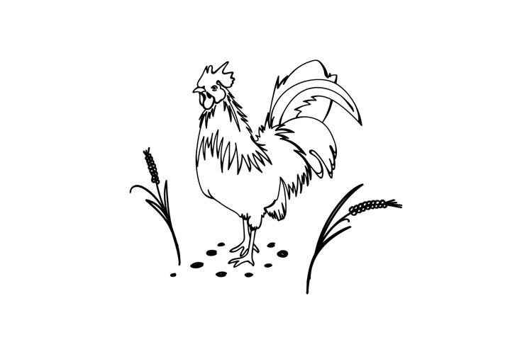 Rooster Clipart Image 9