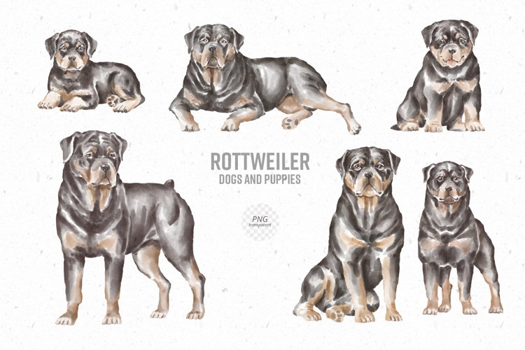chocolate rottweiler