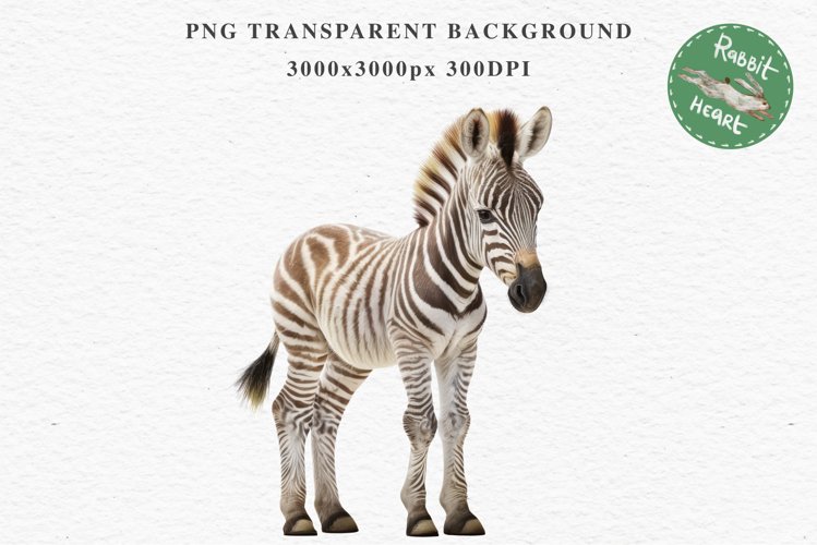 Zebra Illustration Image 7